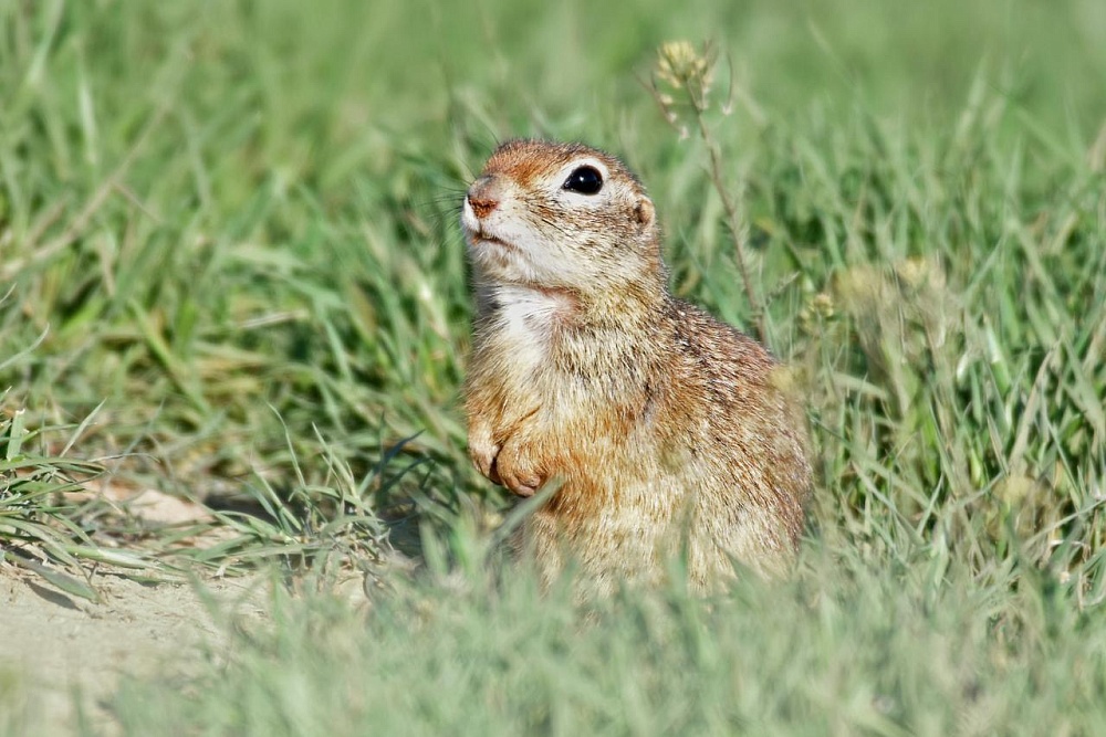 Астраханский нефтепровод дает «отопление» сусликам