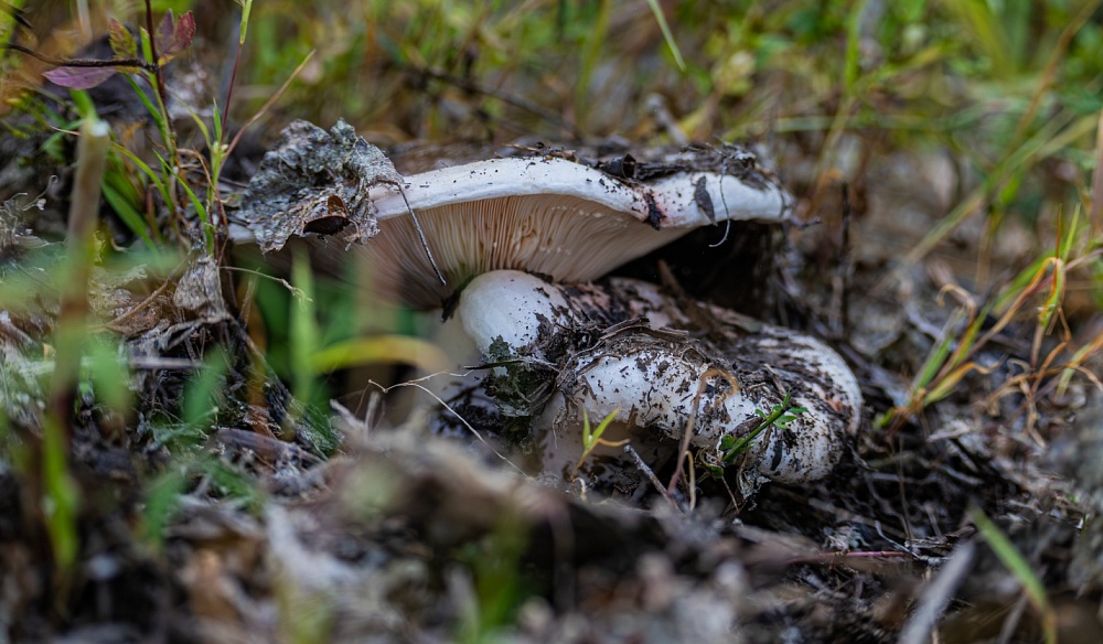 Записки астраханского натуралиста. «Тихая охота» началась