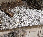 История с загубленной рыбной молодью на астраханском ерике получила продолжение