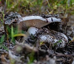 Записки астраханского натуралиста. «Тихая охота» началась