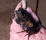 В Астраханской области встретили редкую бабочку «Мёртвая голова»