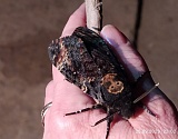 В Астраханской области встретили редкую бабочку «Мёртвая голова»