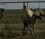  «Я сказал: Горбатый!»: одичавшие верблюды из Астраханской области стали звездами телеэкрана