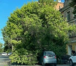 Фото дня в Астрахани: когда увидел знакомых и не хочешь общаться