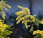 8 марта погода в Астрахани обещает быть приятной