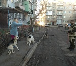 Отлов уличных собак в Астрахани ускорился
