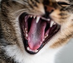 Бешеный кот стал причиной введения карантина в Астрахани