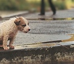 В Астрахани пройдет благотворительный сбор в помощь бездомным животным