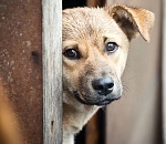 Приют для бездомных животных просит помощи у астраханцев