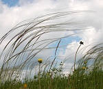 В субботу в Астрахани будет тепло, но ветрено