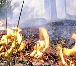 Астраханским лесам угрожают пожары