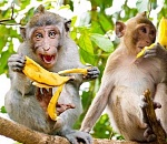 Загадка месяца: кому интересны банановые шкурки? Рейтинг астраханских сайтов за апрель-2022