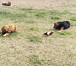 Новый закон позволит вводить экстраординарные меры в отношении бездомных собак в Астраханской области