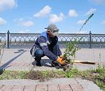 На набережной Волги в Астрахани сажают кустарники