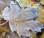 В выходные в Астраханской области ожидаются заморозки