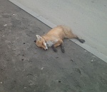 В Астрахани на улице нашли мертвую лису