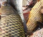 40 тонн рыбы, принадлежащей астраханскому предпринимателю, уничтожат