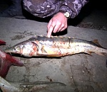 Астраханские полицейские задержали в Каспийском море браконьеров