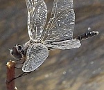 Западные подстепные ильмени: операция по спасению продолжается