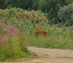 Неожиданно: в Астраханской области заметили пятнистого оленя