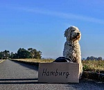 Не дельный обзор. В Астрахани дороги станут умнее, а собаки на них — наглее