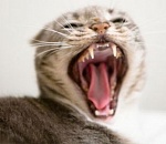 В центре Астрахани обнаружен очаг бешенства