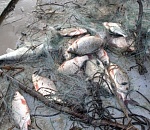 Рыбаки астраханской артели заплатят штраф за нарушение правил