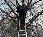 Астраханских спасателей вызывали спустить подростка с дерева 