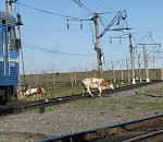 Больше 50 столкновений поездов с коровами и лошадьми произошло в Астраханской области с начала года