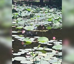  В Астраханской области зацвели первые в этом году лотосы