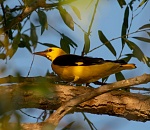 Записки астраханского натуралиста. Иволга - очень капризная фотомодель