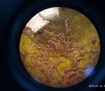 В Астраханском заповеднике обнаружен новый для науки вид организмов