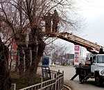 Астраханские коммунальщики приступили к приведению в порядок деревья на магистральной улице