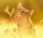 В Астрахань окончательно пришла весна. И даже немного лето