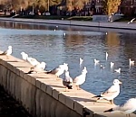 В центре Астрахани на видео попало совещание чаек