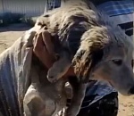 Астраханцы оставили умирать собаку в мазутном мешке