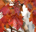 В выходные в Астрахани будет тепло и пасмурно