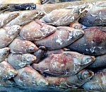 Россельхознадзор выявил выпуск астраханской фирмой 14 тонн мороженой рыбы неизвестного происхождения