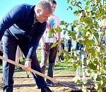 За осень в Астраханской области высадят деревья на 100 гектарах