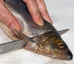 Названа причина массовой гибели рыбы в АЦКК