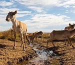 Астраханский заповедник получит финансовую помощь от благотворительного фонда