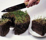 Почему никак не примут закон о компенсациях за участки для многодетных