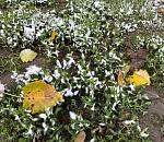 Заморозки идут в Астраханскую область