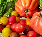 Современные методы орошения в Астраханской области экономят воду