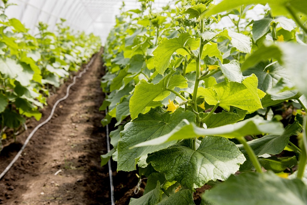 Астраханец заплатил 1,2 млн рублей штрафа за работников-мигрантов