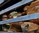 Ввоз больных опасной инфекцией коров в Астраханскую область приостановлен