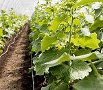 Астраханец заплатил 1,2 млн рублей штрафа за работников-мигрантов