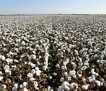 Астраханские ученые вывели особо прочный сорт хлопка