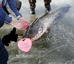 В Астрахани поймали рыбу-гиганта
