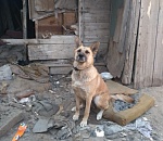 В Астрахани сообщают о бессердечном хозяине, который морит голодом собаку